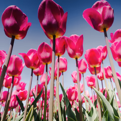 Thetulip