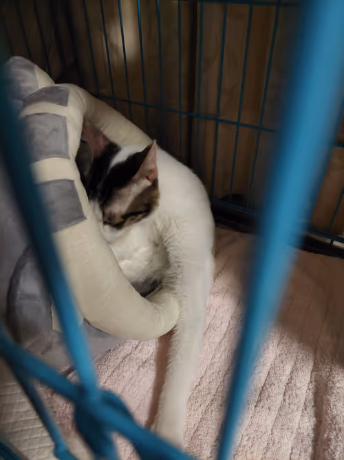 Item #99936926881834722245494880846447902772970396691943269501904837353887953321985 Media