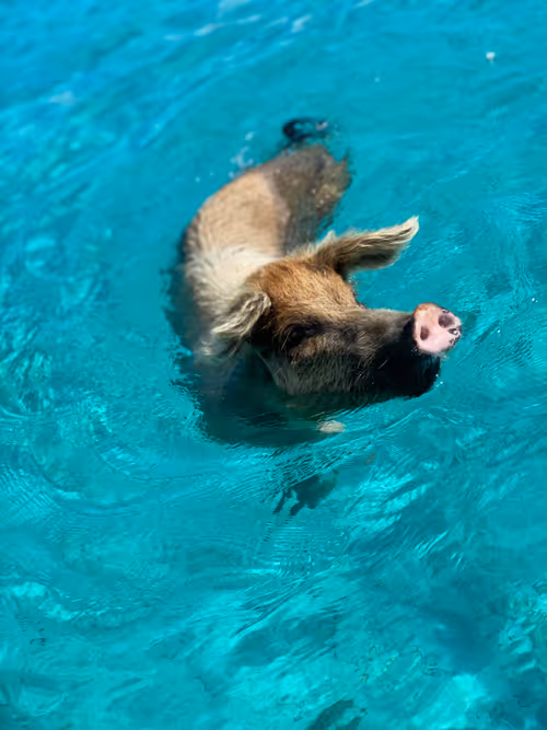 Item #49197461934181579313937245035219679364008063660408537200426951277712320233473 Media