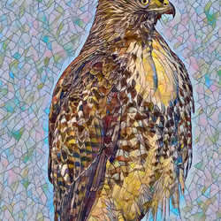 Red-tailed Hawk looking out over the bay