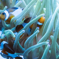 Peces Azules.