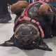 58137756309538413460863657280904133347830036607556299953348264774657929904129