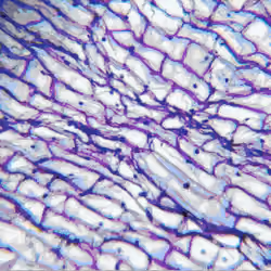 Animal Cell
