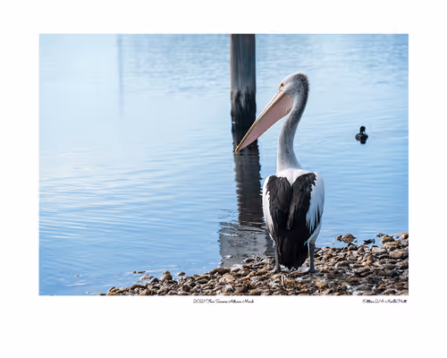 Item #24600310660482288606297797528155087939323639147399647196853483639141260328961 Media