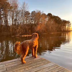 Doodle at Sunset