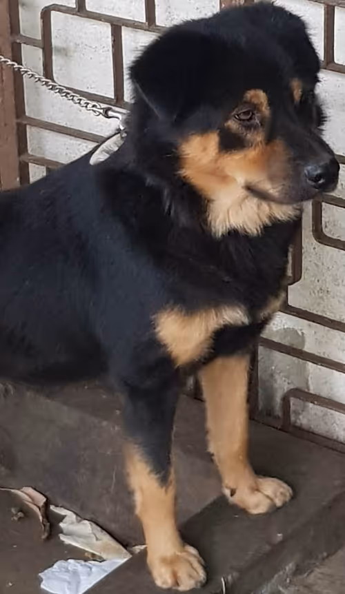 Item #56055091060271351536523847984853154360378800009370414984463609032781890322433 Media