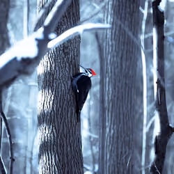 Red Robin