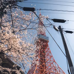 Tokyo tower and Cherry blossoms