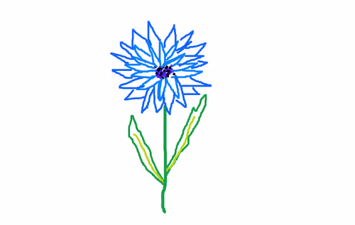 Collection of NFT Cornflowers