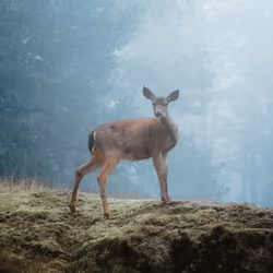 Portrait of a Deer