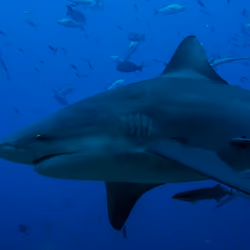 big bull shark