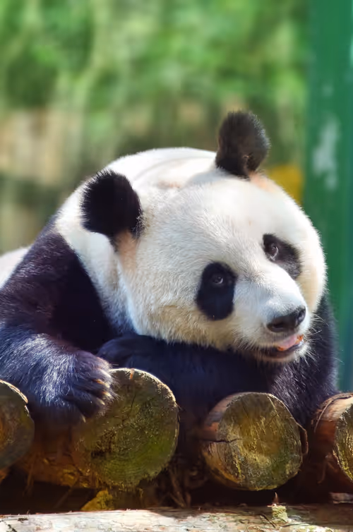 Item #114897420147735578996875144627115122561638223557948297077066948202527203524609 Media