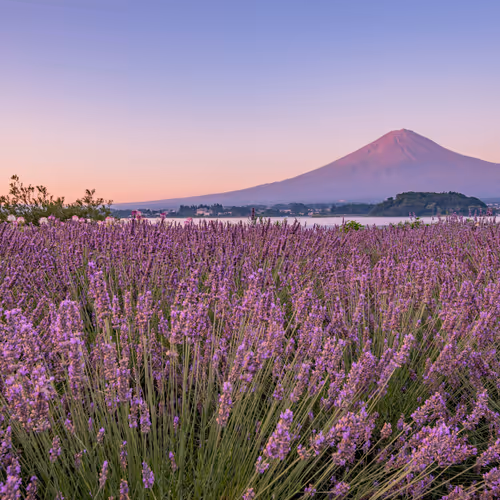Mt.Fuji and Lavender