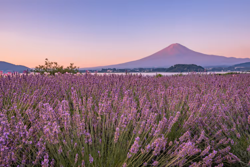 Item #108911492996146874115956011896780761878527851196280444702557873451196712222721 Media