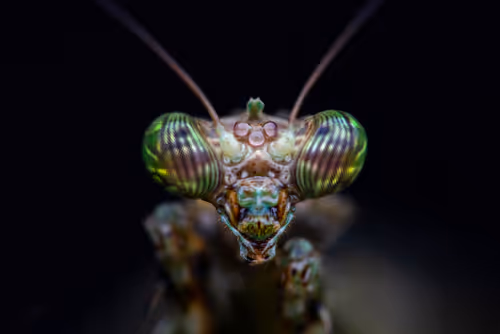 Item #11893448461842202167923125391346137616384292588036434545660885342941517709313 Media