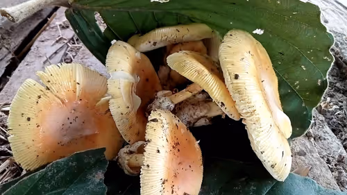 Item #81269833061274051173789884418282317830923519221172308843662165637957305761793 Media