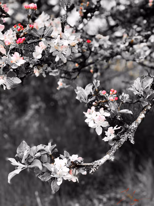 Item #20976301758881134831989222665278936219784108903075361536191037498553020710913 Media