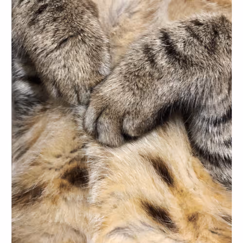 Ithinkyoushouldpaws