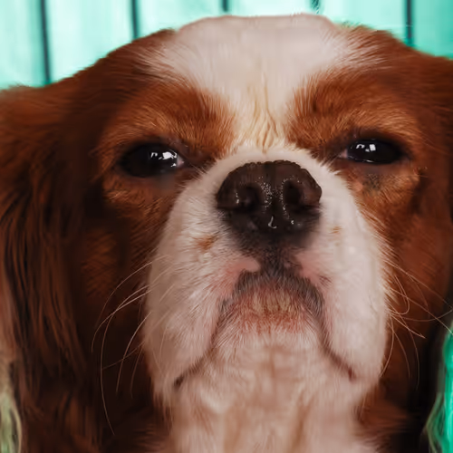 Item #52268251609148313723694636350380869011371331496130941392669189986426868989953 Media