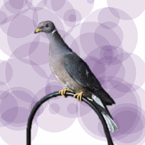 Item #44224140947385297080294490486331546758837636797201957936873602919734819422209 Media