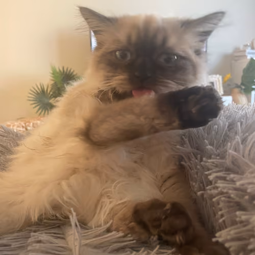 the cat