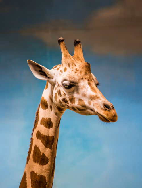 Item #95979719435638396747386199908027492606241793835179361379046606513705037332481 Media