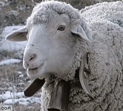 I ShEEp you 