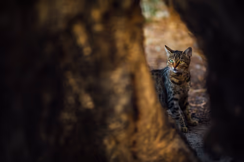 Item #96722404509651341404320943971918278257484839250108932769859130390753507803137 Media