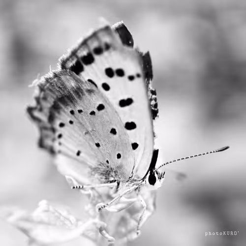 Item #103339499658907074455911852821514679659062129792359254936295356901702223527937 Media