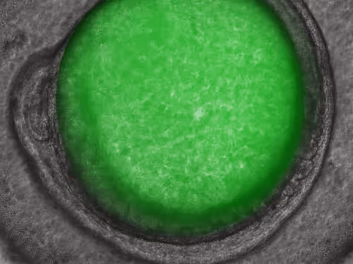 Item #105322358618701185533743754469895824107639028648078310589264470437803201658881 Media