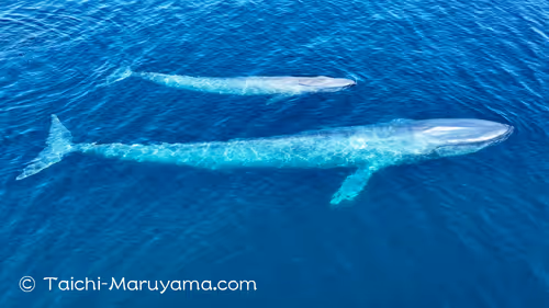 Item #61113597711829508019705348607354266595254896620371709928421355948406495772673 Media