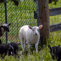 A Sheepish Morning