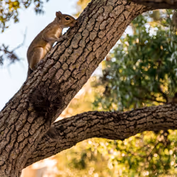 Squirrel in Sarasota
