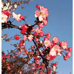 Sakura_2