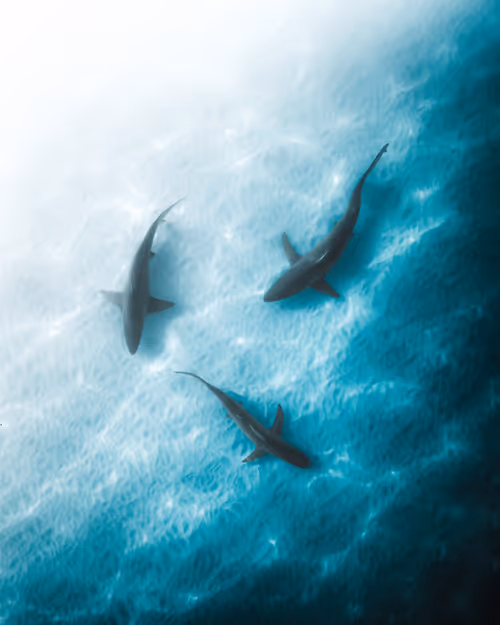 Item #83054766924673444604816267722836446190314772138657067753201581506817890975745 Media