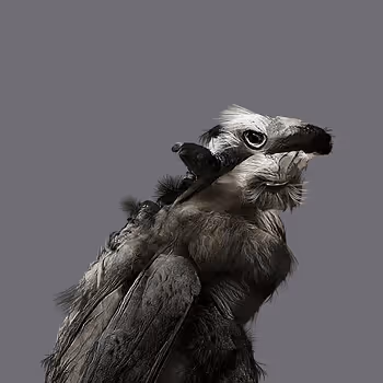 Cryptozoo.xyz