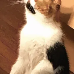 Cat/X-Men Halfbreed