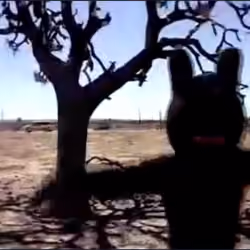 Joshua Tree Bunny