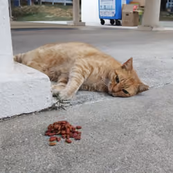 Tinder Cat 3