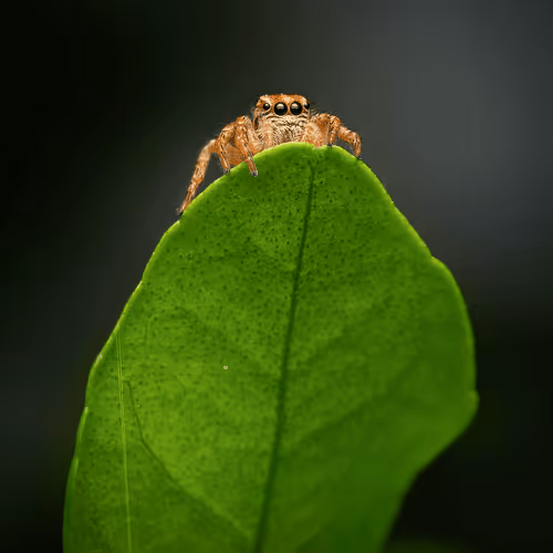 My Best Collections By Safeer Abees