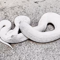Albino Reptilian 