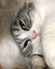 Untitled Collection #453579588