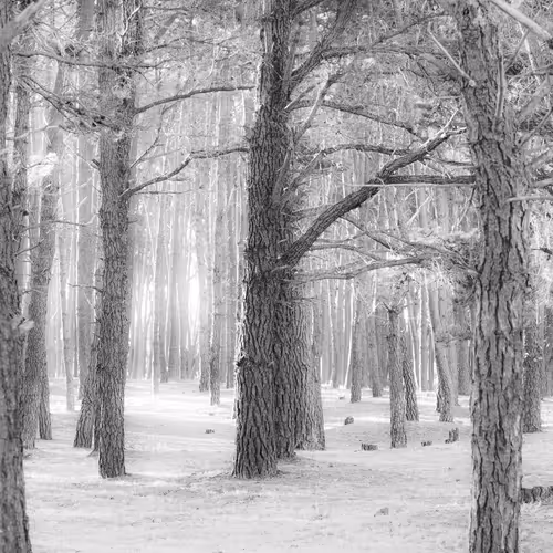 Magical Forest