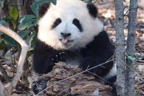 Item #114897420147735578996875144627115122561638223557948297077066948222318412824577 Media