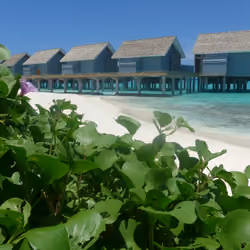 Maledives #41