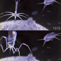 Human Virus Evolution