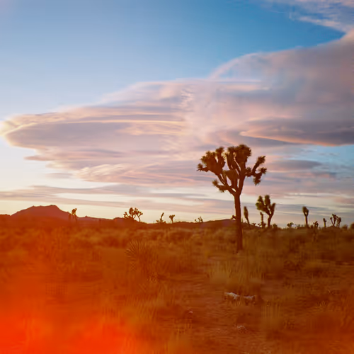 Joshuatree
