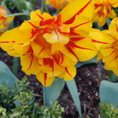 Wild Collection