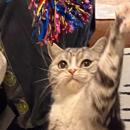 Untitled Collection #48873460