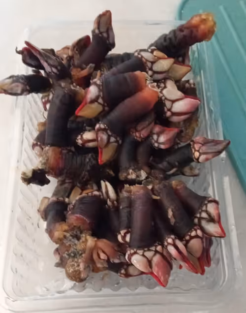 Item #41984921199182874864094388930978196358806648927891017657933937819361990410241 Media